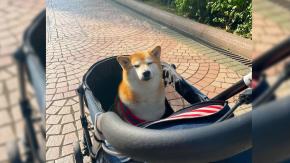 Humano de "Cheems", el perro meme, publica duro mensaje: "Lo prometo, no lo dejaré sufrir" Humano de "Cheems", el perro meme, publica duro mensaje: "Lo prometo, no lo dejaré sufrir"