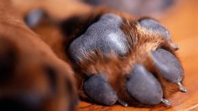 Conductor de micro atropelló a un perro y no paró para ayudarlo: Dueños lo apuñalaron con un destornillador Conductor de micro atropelló a un perro y no paró para ayudarlo: Dueños lo apuñalaron con un destornillador