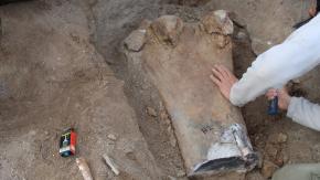 “Chucarosaurus”: Científicos argentinos descubren dinosaurio herbívoro de 30 metros en la Patagonia “Chucarosaurus”: Científicos argentinos descubren dinosaurio herbívoro de 30 metros en la Patagonia