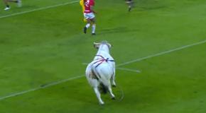 [VIDEO] Momentos de terror: Toro interrumpe partido de rugby y jugadores deben escapar