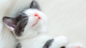 Por qué los gatos amasan y cuándo se vuelve insano Por qué los gatos amasan y cuándo se vuelve insano