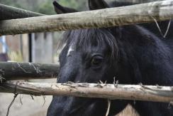 Autopista deberá pagar millonaria indemnización a conductor que chocó contra caballo en la vía Autopista deberá pagar millonaria indemnización a conductor que chocó contra caballo en la vía