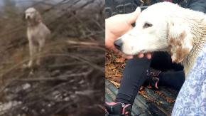 Rescatan a perrito atrapado en río Cachapoal: Video se había hecho viral Rescatan a perrito atrapado en río Cachapoal: Video se había hecho viral