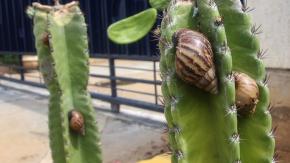 SAG detecta peligroso caracol gigante africano en el país: una de las 100 especies exóticas invasoras más peligrosas del mundo