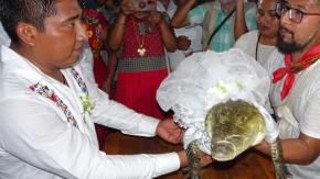 "Nos queremos y acepto": Alcalde mexicano contrae matrimonio con un caimán hembra en ritual ancestral "Nos queremos y acepto": Alcalde mexicano contrae matrimonio con un caimán hembra en ritual ancestral