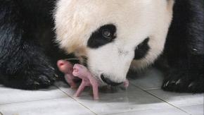 Corea del Sur recibe el primer nacimiento de pandas gemelos Corea del Sur recibe el primer nacimiento de pandas gemelos