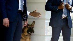 Un perro de Joe Biden es acusado de morder al personal de la Casa Blanca Un perro de Joe Biden es acusado de morder al personal de la Casa Blanca