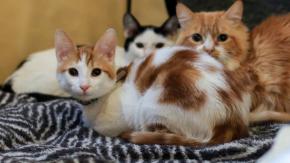 Hallan hombre muerto al interior de su vivienda en Argentina: Su cuerpo era devorado por sus gatos Hallan hombre muerto al interior de su vivienda en Argentina: Su cuerpo era devorado por sus gatos