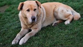 Libia: Perro encuentra a bebé abandonada en una bolsa en la calle y la acarrea hasta que es rescatada Libia: Perro encuentra a bebé abandonada en una bolsa en la calle y la acarrea hasta que es rescatada