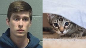 Detienen a asesino de gatos en Estados Unidos: Mató a uno en el microondas y torturó a otros Detienen a asesino de gatos en Estados Unidos: Mató a uno en el microondas y torturó a otros