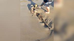 Reportan hallazgo de misteriosa criatura en una playa: "Era como una sirena" Reportan hallazgo de misteriosa criatura en una playa: "Era como una sirena"
