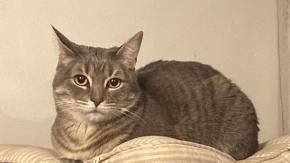 OMS alerta de un número "elevado" de gatos infectados con gripe aviar en Polonia OMS alerta de un número "elevado" de gatos infectados con gripe aviar en Polonia