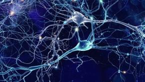 Crean atlas que analiza todas las células del cuerpo humano Crean atlas que analiza todas las células del cuerpo humano