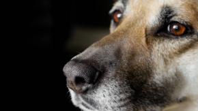 Mercado en Indonesia prohíbe comercio de carne de gato y perro Mercado en Indonesia prohíbe comercio de carne de gato y perro