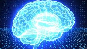 Una sola dosis de una proteína mejoraría cognición en monos Una sola dosis de una proteína mejoraría cognición en monos