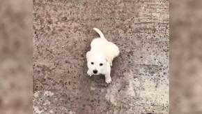 Trotando junto a Salvador: Alexis Sánchez compartió tierno video junto a su nueva mascota Trotando junto a Salvador: Alexis Sánchez compartió tierno video junto a su nueva mascota