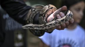 Niña venezolana pierde una pierna tras ser mordida por serpiente: Recibió antídoto, pero la familia le inyectó orina de venado Niña venezolana pierde una pierna tras ser mordida por serpiente: Recibió antídoto, pero la familia le inyectó orina de venado