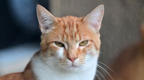 Tras primer caso de persona infectada en Chile: Lo que se sabe hasta el momento del hongo en gatos Tras primer caso de persona infectada en Chile: Lo que se sabe hasta el momento del hongo en gatos