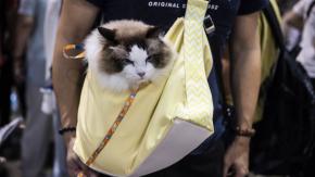 Diagnostican primer caso en Chile de persona infectada con hongo diseminado en gatos: ¿En qué consiste la enfermedad? Diagnostican primer caso en Chile de persona infectada con hongo diseminado en gatos: ¿En qué consiste la enfermedad?