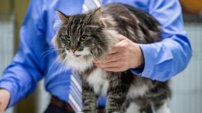 Primer caso en Chile de persona infectada con hongo diseminado en gatos: Así se puede evitar su contagio Primer caso en Chile de persona infectada con hongo diseminado en gatos: Así se puede evitar su contagio