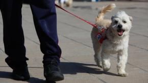 Lo ahorcó y colgó: Sentenciaron a asesino de un perro en Puerto Montt Lo ahorcó y colgó: Sentenciaron a asesino de un perro en Puerto Montt
