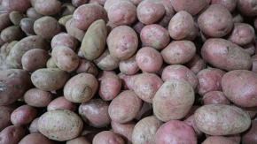 Ministro de Agricultura calificó de "anómalo" el alza de las papas: "Tiene que acabarse este abuso" Ministro de Agricultura calificó de "anómalo" el alza de las papas: "Tiene que acabarse este abuso"