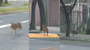 SAG no pudo capturar a zorro en Las Condes: Dardo no liberó todo el tranquilizante SAG no pudo capturar a zorro en Las Condes: Dardo no liberó todo el tranquilizante