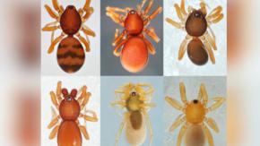 Descubren nueva especie de "araña duende" de seis ojos: No hace telarañas
