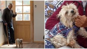 "Es con el único que converso": Adulto mayor busca desesperadamente a su perrito "Betton" perdido hace días "Es con el único que converso": Adulto mayor busca desesperadamente a su perrito "Betton" perdido hace días