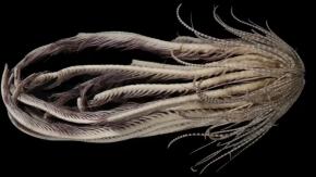 Tiene más de 20 brazos: Descubren desconocido animal en las profundidades del océano Antártico Tiene más de 20 brazos: Descubren desconocido animal en las profundidades del océano Antártico