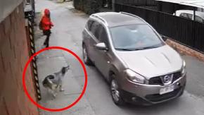 Perro espantó a sujetos que intentaron asaltar a niña en Angol: Fueron detenidos e irán a la cárcel Perro espantó a sujetos que intentaron asaltar a niña en Angol: Fueron detenidos e irán a la cárcel