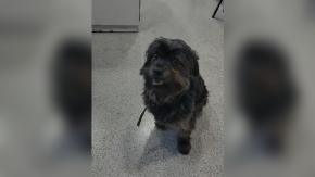 Metro de Santiago busca a dueños de perrito perdido: desde el domingo se encuentra en la estación Rojas Magallanes Metro de Santiago busca a dueños de perrito perdido: desde el domingo se encuentra en la estación Rojas Magallanes