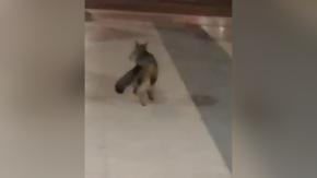 VIDEO | Captan a zorro culpeo en la Plaza Egaña: Motivó operativo para su captura VIDEO | Captan a zorro culpeo en la Plaza Egaña: Motivó operativo para su captura