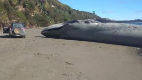 Encuentran enorme cetáceo varado muerto en playa de Ancud: Se trataría de una ballena azul Encuentran enorme cetáceo varado muerto en playa de Ancud: Se trataría de una ballena azul