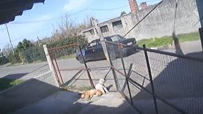 Joven atrapó a ladrón, lo amarró a su auto y lo arrastró por ocho cuadras