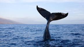 Chileno descifró el canto de una ballena minke antártica usando inteligencia artificial: “Va cambiando su idioma según el año” Chileno descifró el canto de una ballena minke antártica usando inteligencia artificial: “Va cambiando su idioma según el año”