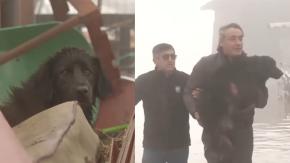 Se reunirá con su familia: Equipo de Tu Día rescató a perrito atrapado en vivienda de Hualañé Se reunirá con su familia: Equipo de Tu Día rescató a perrito atrapado en vivienda de Hualañé