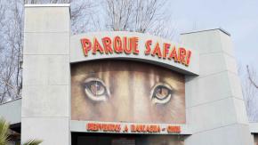 Fatal ataque de tigre: Tres imputados quedan en libertad tras formalización por muerte de trabajadora en Parque Safari Fatal ataque de tigre: Tres imputados quedan en libertad tras formalización por muerte de trabajadora en Parque Safari
