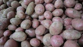 Baja el precio del kilo de papas: ¿Podría llegar a los mil pesos antes de las Fiestas Patrias? Baja el precio del kilo de papas: ¿Podría llegar a los mil pesos antes de las Fiestas Patrias?