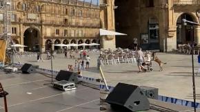 Un perrito es captado paseando a su dueña en silla de ruedas en España Un perrito es captado paseando a su dueña en silla de ruedas en España