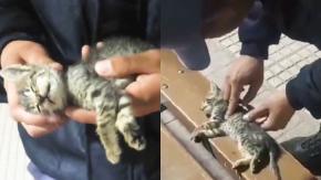 Conmovedor registro: Policía le salva la vida a gato que cayó desde edificio haciéndole RCP Conmovedor registro: Policía le salva la vida a gato que cayó desde edificio haciéndole RCP