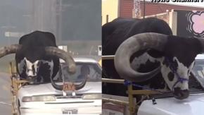 Un vaquero fuera de lo común: Hombre partió la mitad de su auto para llevar a su toro como copiloto Un vaquero fuera de lo común: Hombre partió la mitad de su auto para llevar a su toro como copiloto