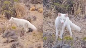 ¡Es hermoso! Registran un zorro albino en la Patagonia argentina ¡Es hermoso! Registran un zorro albino en la Patagonia argentina