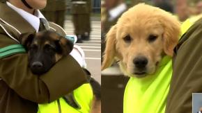 Con el hocico en alto: Así fue el paso de los perritos y la patrulla canina de Carabineros en la Parada Militar 2023 Con el hocico en alto: Así fue el paso de los perritos y la patrulla canina de Carabineros en la Parada Militar 2023