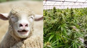 Quedaron en las nubes: Ovejas consumieron más de 100 kilos de marihuana en Grecia Quedaron en las nubes: Ovejas consumieron más de 100 kilos de marihuana en Grecia