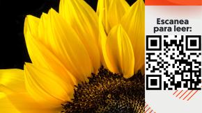 ¿Por qué se regalan flores amarillas el 21 de septiembre? ¿Por qué se regalan flores amarillas el 21 de septiembre?