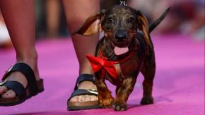 Prohibida la venta de perros y obligación de esterilizar a gatos: Los detalles de la ambiciosa nueva ley por las mascotas en España