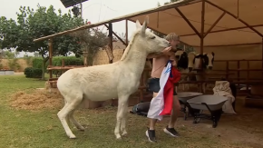 "¿Por qué lo hizo?": Tierra Brava mostrará hoy un doloroso accidente de Junior Playboy con el burro "¿Por qué lo hizo?": Tierra Brava mostrará hoy un doloroso accidente de Junior Playboy con el burro