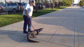Niegan entrada al estadio a hombre que llevó un caimán como animal de apoyo emocional Niegan entrada al estadio a hombre que llevó un caimán como animal de apoyo emocional
