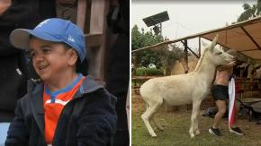 Miguelito se llenó de críticas por celebrar ataque de burro a Junior Playboy: “Lo voy a felicitar” Miguelito se llenó de críticas por celebrar ataque de burro a Junior Playboy: “Lo voy a felicitar”